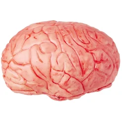Faux cerveau sanglant en plastique
